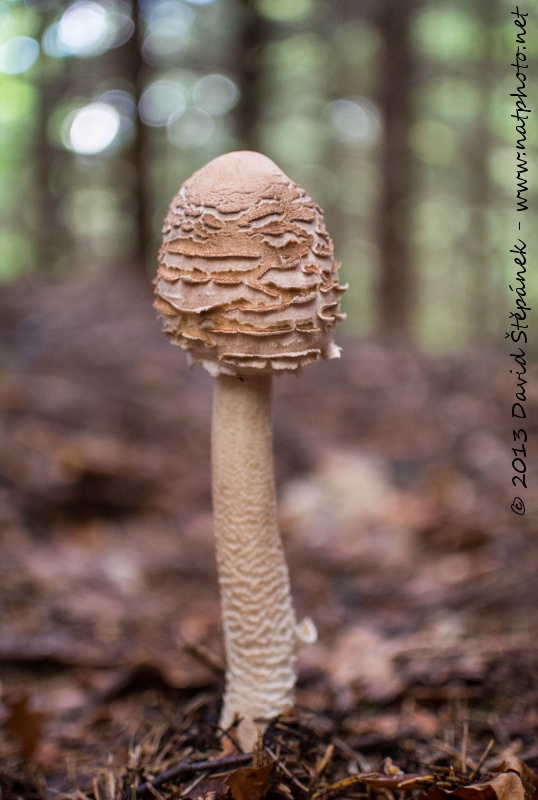 bedla vysoká (Macrolepiota procera var. procera)