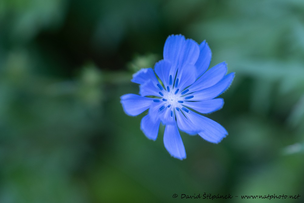 čekanka obecná (Cichorium intybus)