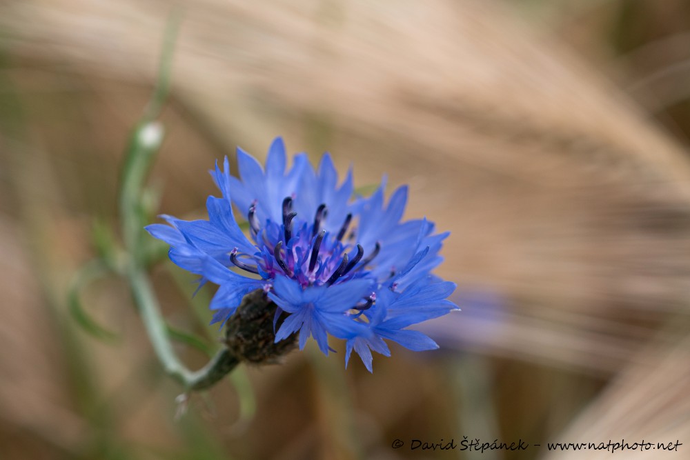 chrpa modrá (Centaurea cyanus)