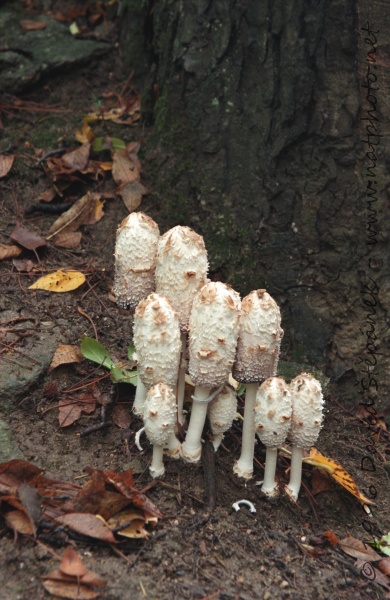 hnojník obecný (Coprinus comatus)