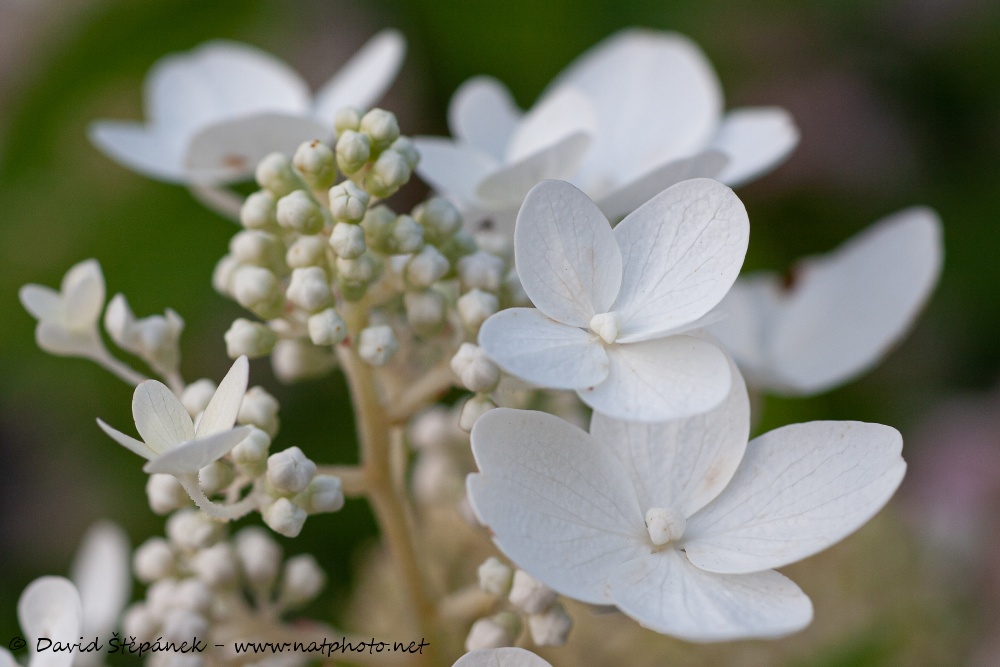 hortenzie stromkovitá (Hydrangea arborescens)