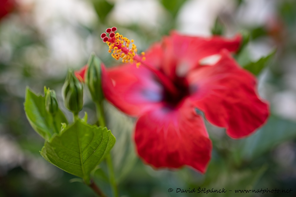 ibišek čínský (Hibiscus rosa-sinensis) 