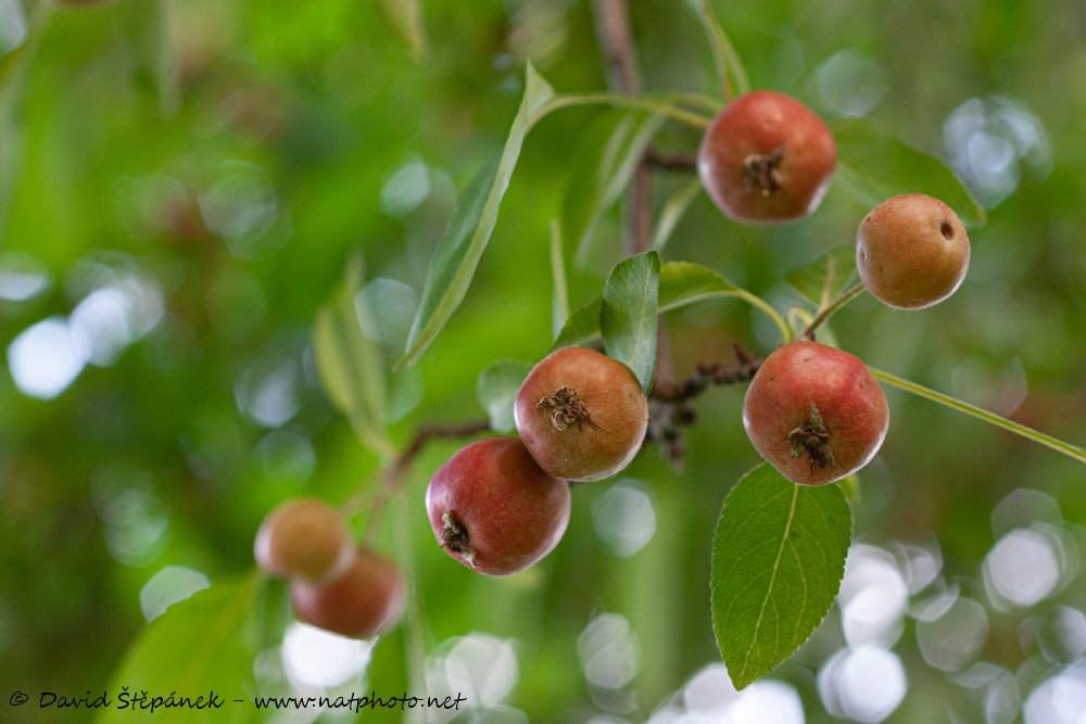 jabloň úzkolistá (Malus angustifolia)