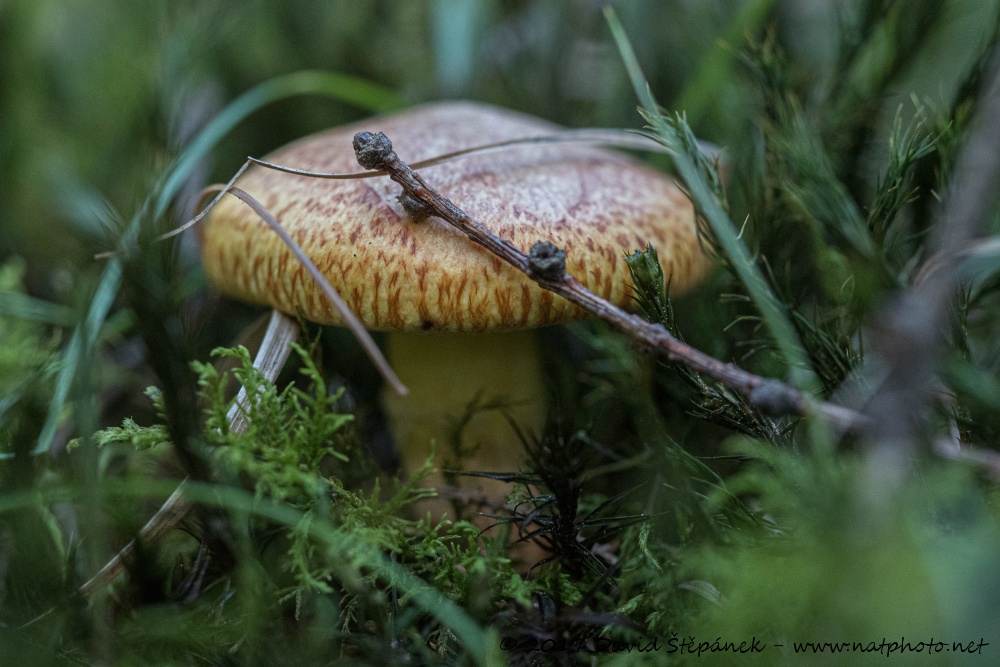 klouzek sličný (Suillus grevillei)