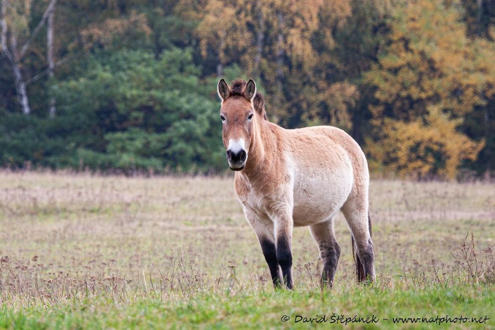 kůň Převalského (Equus przewalskii)