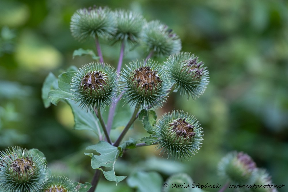 lopuch plstnatý (Arctium tomentosum)