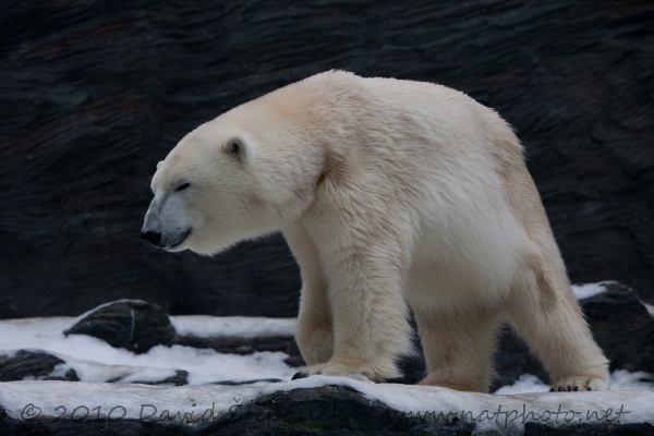 Medvěd lední (Thalarctos maritimus)