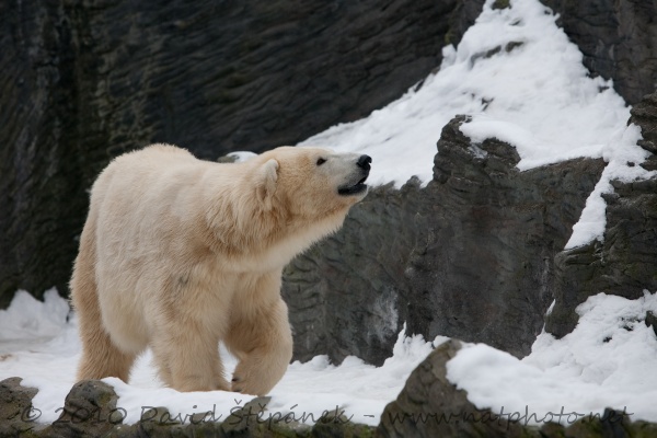 Medvěd lední (Thalarctos maritimus)