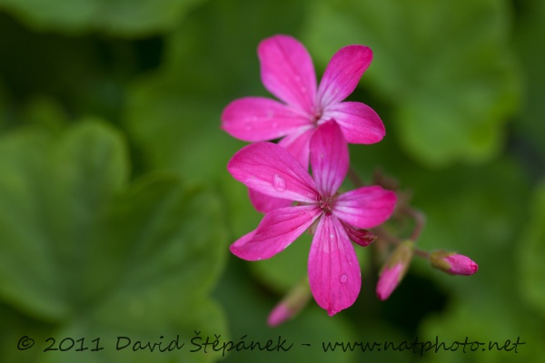 Pelargonie - muškát - hybrid (Pelargonium)