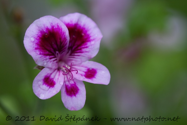 Pelargonie - muškát - hybrid (Pelargonium)