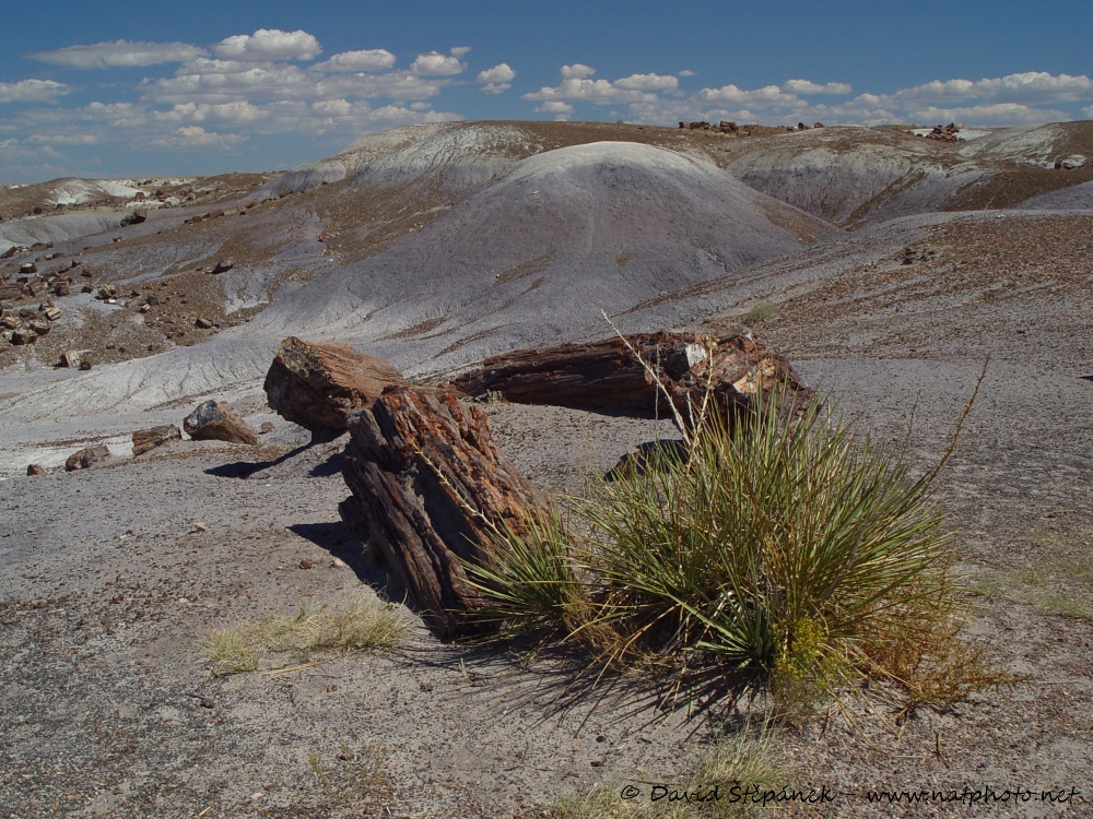 Petrified Forest NP