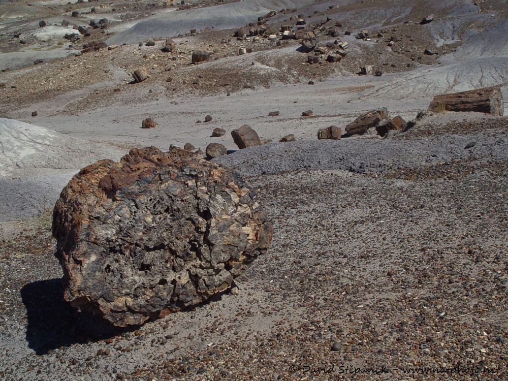 Petrified Forest NP