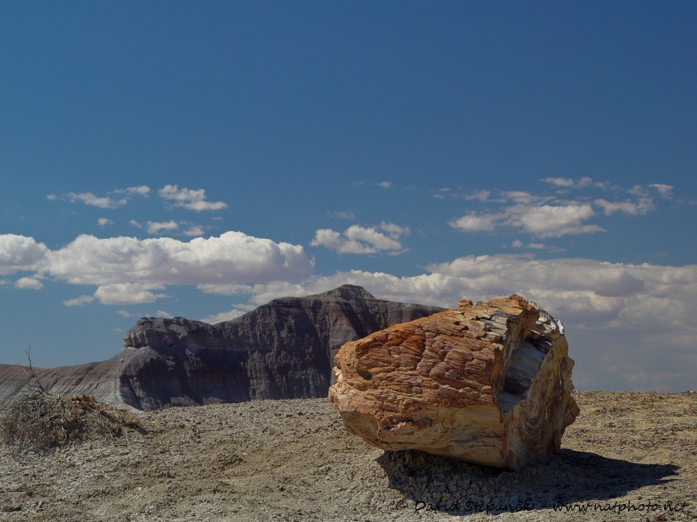 Petrified Forest NP