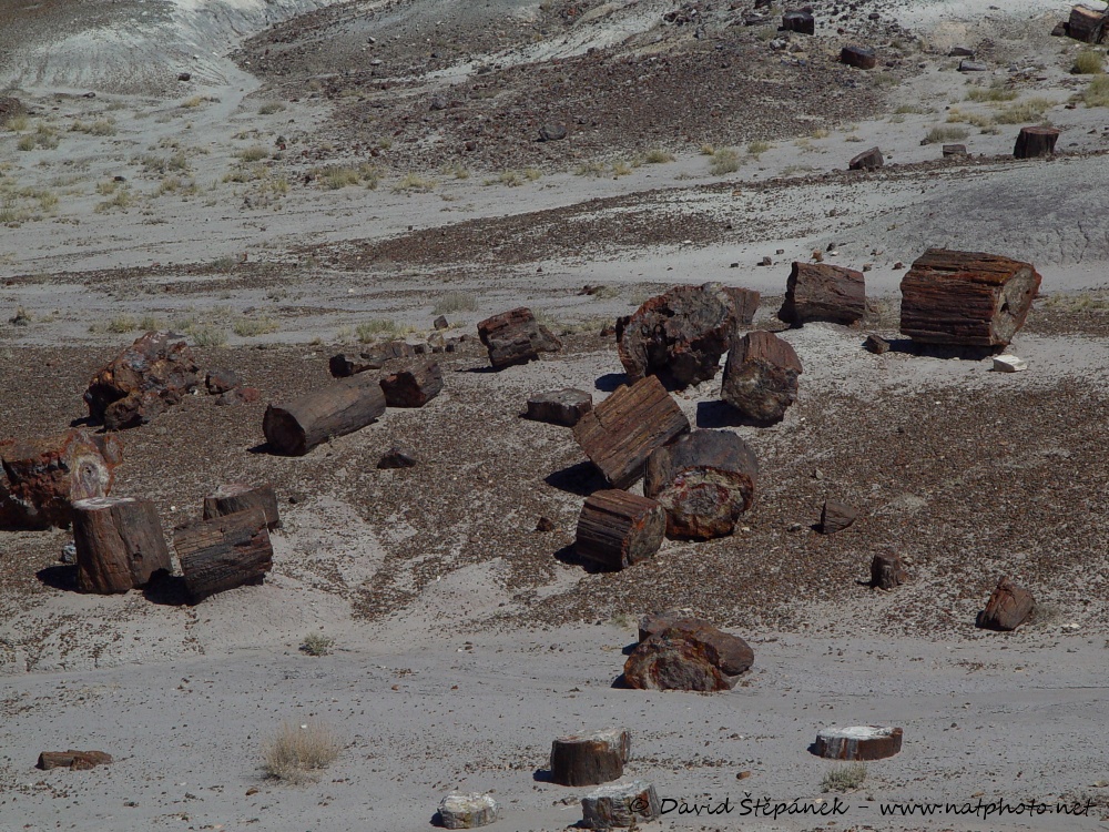 Petrified Forest NP