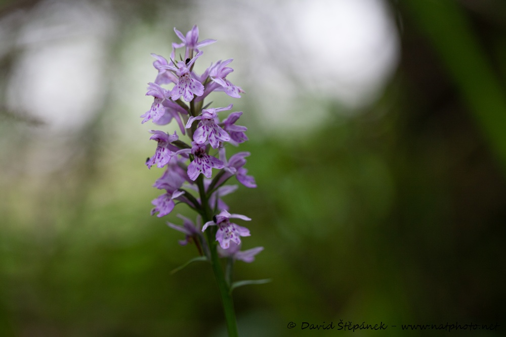 prstnatec Fuchsův (Dactylorhiza fuchsii)