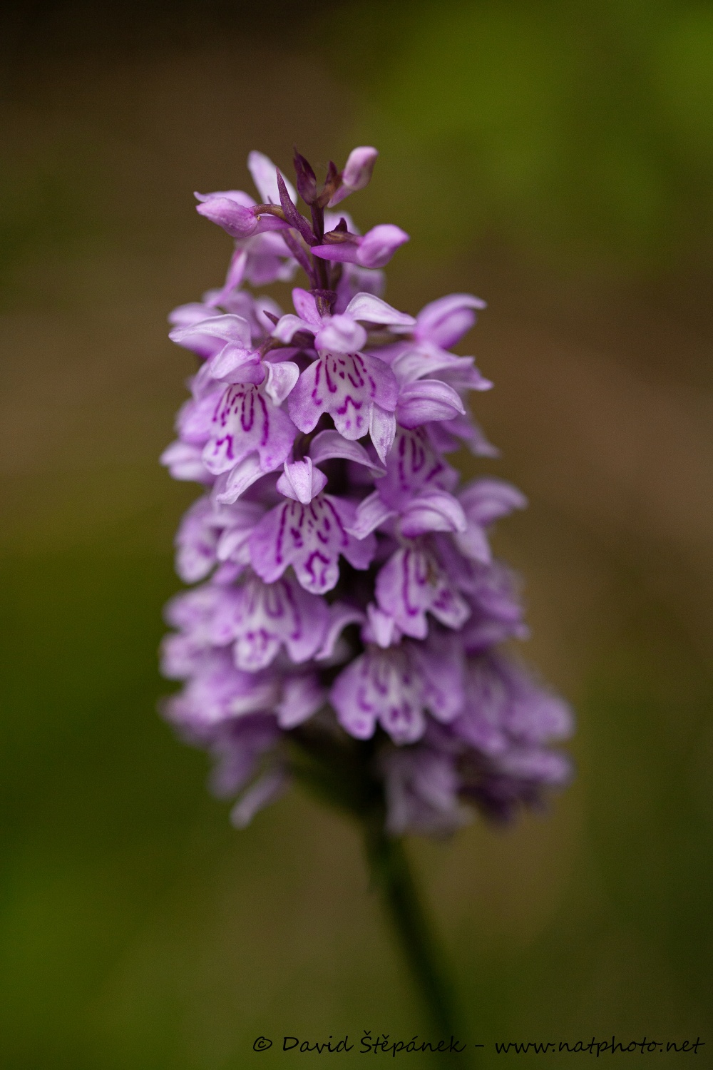 prstnatec Fuchsův (Dactylorhiza fuchsii)