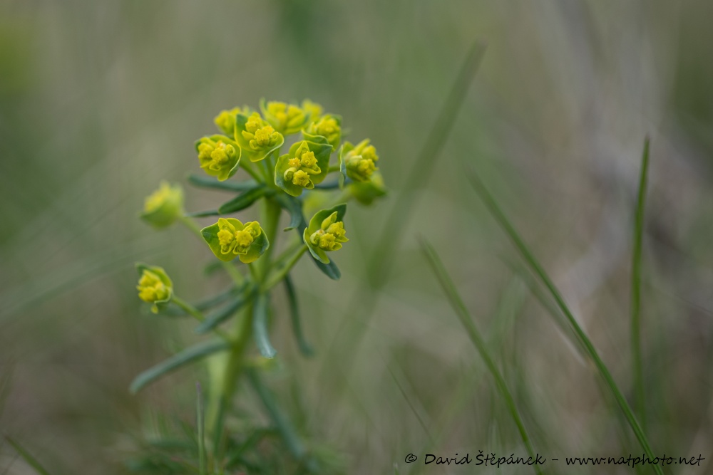 pryšec chvojka (Euphorbia cyparissias)