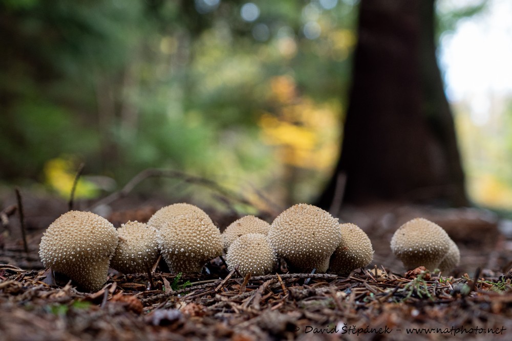 pýchavka obecná (Lycoperdon perlatum)