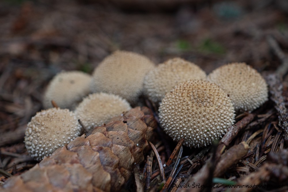 pýchavka obecná (Lycoperdon perlatum)