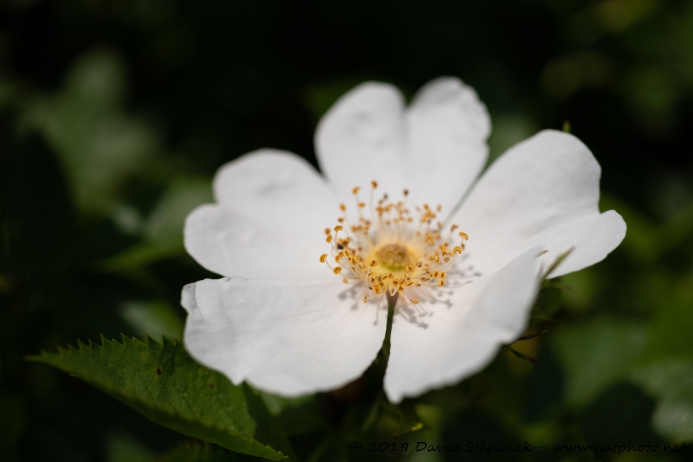 růže šípková (Rosa canina)