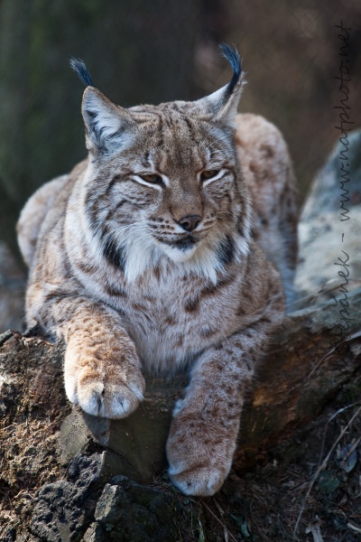 Rys karpatský (Lynx lynx carpaticus)