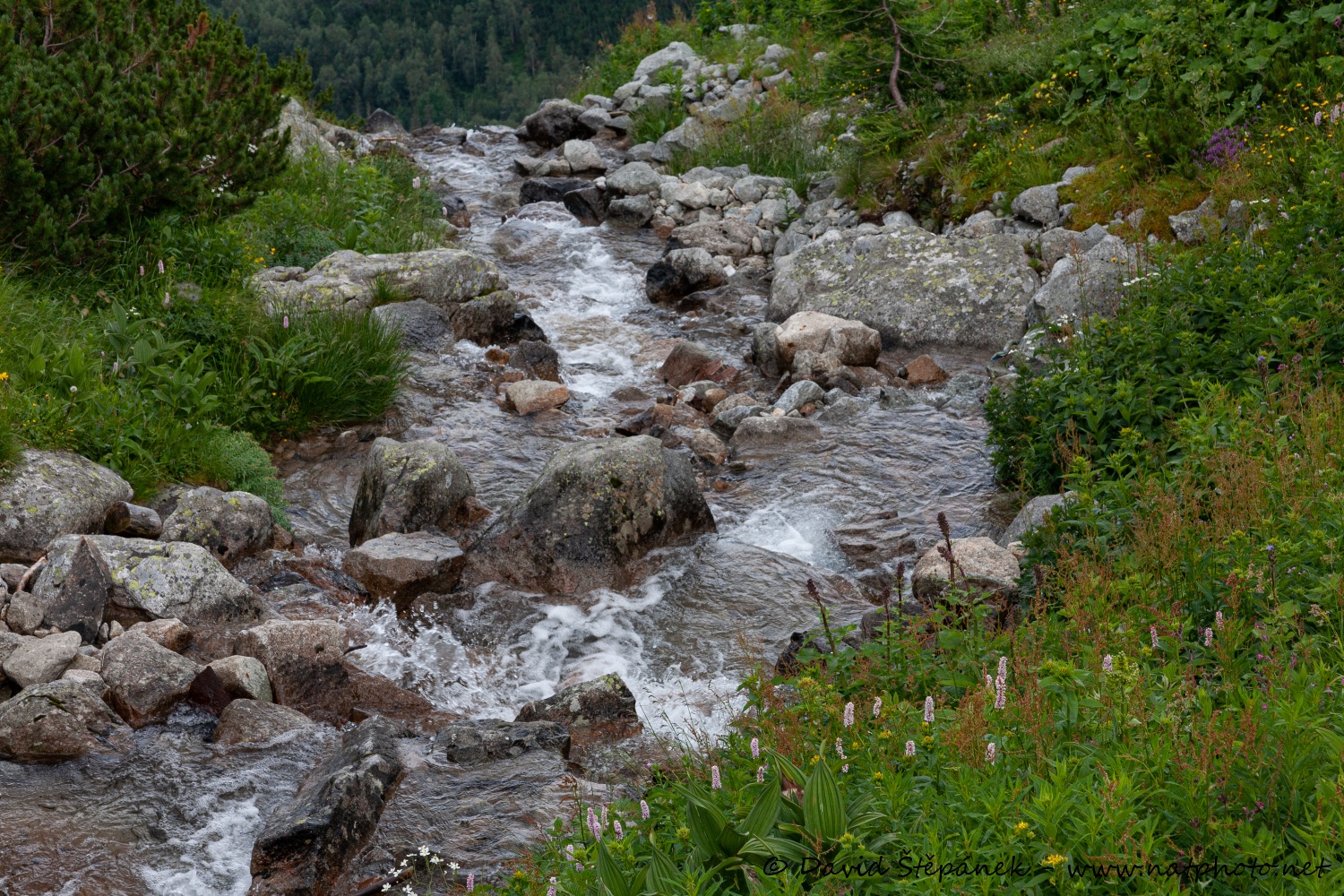 Skalnaté pleso