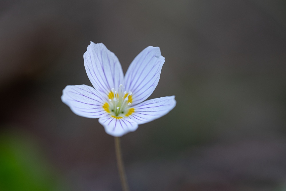 šťavel kyselý (Oxalis acetosella)