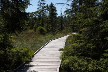 Božídarské rašeliniště