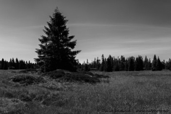 Božídarské rašeliniště