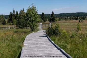 Božídarské rašeliniště