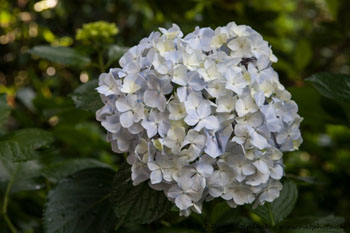 hortenzie velkolistá (Hydrangea macrophylla)