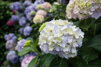 hortenzie velkolistá (Hydrangea macrophylla)