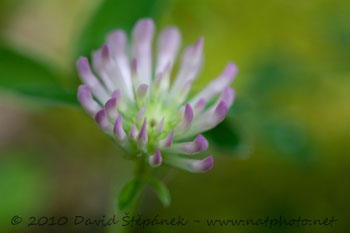 Jetel prostřední (Trifolium medium L.)