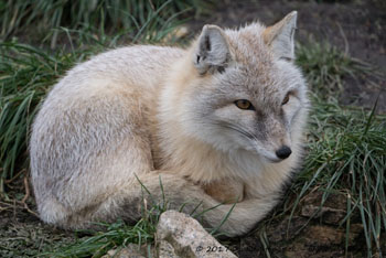 korsak (Vulpes corsac)