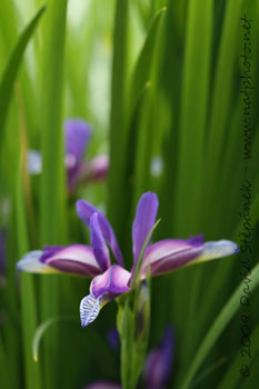kosatec trávovitý | Iris graminea L.