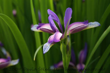 Kosatec trávovitý (Iris graminea L.)
