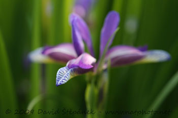 Kosatec trávovitý (Iris graminea L.)