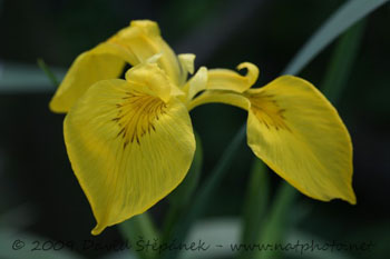 Kosatec žlutý (Iris pseudacorus)