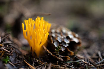 krásnorůžek lepkavý (Calocera viscosa)