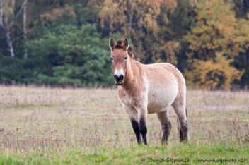 kůň Převalského (Equus przewalskii)