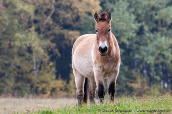 kůň Převalského (Equus przewalskii)