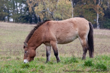 kůň Převalského (Equus przewalskii)