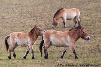 kůň Převalského (Equus przewalskii)