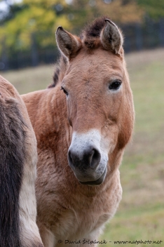 kůň Převalského (Equus przewalskii)