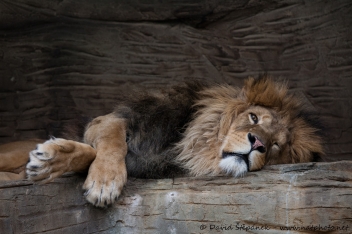 lev berberský (Panthera leo leo)