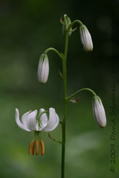 Lilie zlatohlavá (Lilium martagon L.)