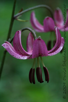 Lilie zlatohlavá (Lilium martagon L.)