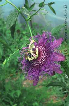 Mučenka (Passiflora L.)