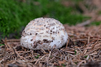 muchomůrka růžovka (Amanita rubescens)