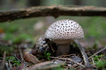 muchomůrka růžovka (Amanita rubescens)